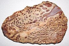 File:Painted Buffalo River Flint (attributed to the Ft. Payne Formation, Lower Mississippian; Tennessee, USA) 2.jpg (Category:Painted Buffalo River Flint (attributed to the Ft. Payne Formation, Lower Mississippian; Tennessee))