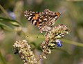 * Nomination Painted lady (Vanessa cardui) in Brooklyn Botanic Garden. --Rhododendrites 00:52, 12 October 2017 (UTC) * Promotion Good quality. --Dirtsc 06:50, 13 October 2017 (UTC)