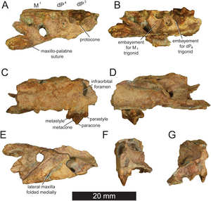 Upper jaw fragment from Pakakali (holotype) in different views