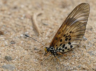 <i>Acraea burni</i> Species of butterfly