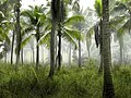 Palm tree forest (Unsplash).jpg