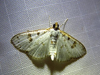 <i>Palpita illibalis</i> Species of moth