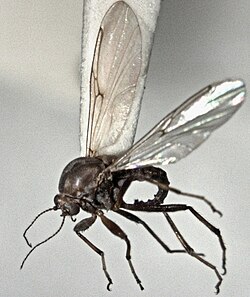 Palpomyia cantuaris female.jpg