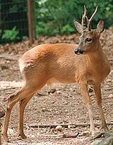 Siberian roe deer Paozikun530.jpg