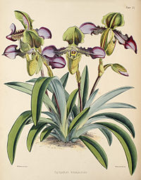 plate 15 Cypripedium hirsutissimum Paphiopedilum hirsutissimum