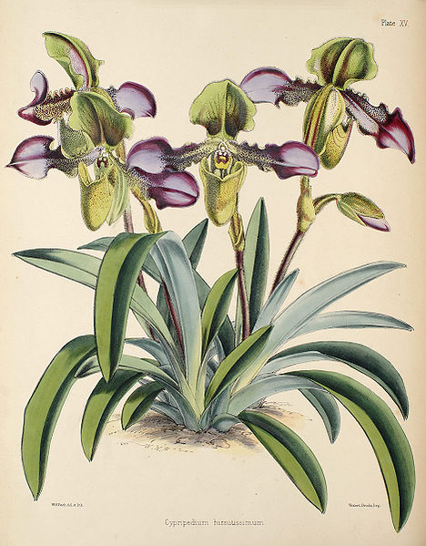 File:Paphiopedilum hirsutissimum (as Cypripedium h.) - Warner, Williams - Select orch. plants 1, pl. 15 (1862-1865).jpg