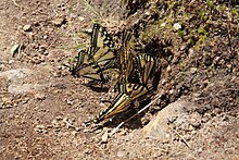 Gathering on wet soil, Jacques-Cartier National Park Papilio canadensis PJC.jpg