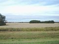 Grain field in the aspen parkland near Saskatoon