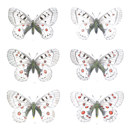 Parnassius jacquemontii