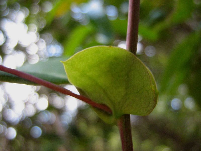 File:Passiflora galbana Mast. - Flickr - Alex Popovkin, Bahia, Brazil (13).jpg