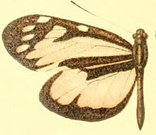 Patia rhetes hewitsoni female.JPG