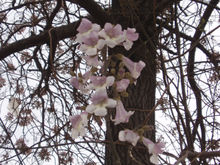 Paulownia fortunei flowers and bark