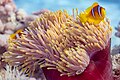 * Nomination Red Sea clownfishes (Amphiprion bicinctus) in a magnificent sea anemone (Heteractis magnifica), Red Sea, Egypt --Poco a poco 06:21, 19 July 2023 (UTC) * Promotion Good qualityAnna.Massini 13:32, 19 July 2023 (UTC)Anna.Massini Anna.Massini 13:32, 19 July 2023 (UTC)