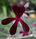 Vorschaubild für Pelargonium-sidoides-Wurzeln-Auszug