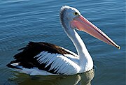 Pelecanus conspicillatus -Australia -8.jpg