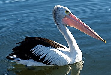 Pelican. Пеликан водоплавающая птица. Пеликан мешконос. Пеликан Австралия. Птица Пеликан австралийский.