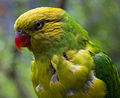 Olive-headed Lorikeet