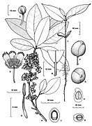 Botanical sketch