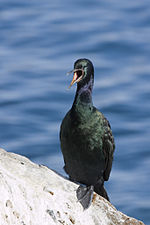 Miniatura para Phalacrocorax pelagicus