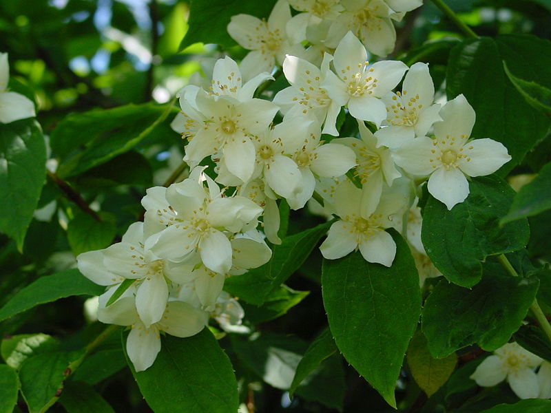 Fil:Philadelphus coronarius A.jpg