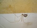 ХPholcus phalangioides (ru:Паук длинноногий) (en:Daddy-long-legs spider) (de:Große Zitterspinne) (lv:Mājas garkājzirneklis)