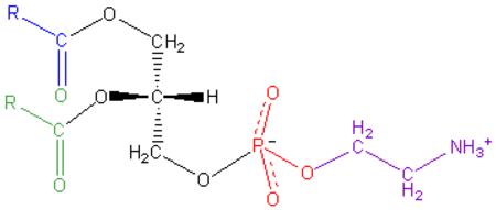 ไฟล์:Phosphatidyl-Ethanolamine.png