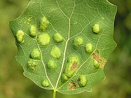 Phyllocoptes populi kártétele a levél színén