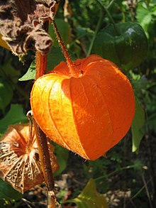 лат. Physalis alkekengi