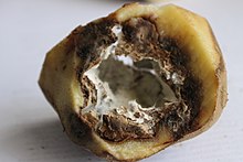 Phytophthora infestans, or potato late blight