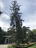 Miniatura para Picea del Himalaya en plaza de Murillo
