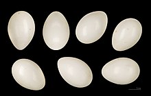 Sept œufs ovoïdes posés sur un fond noir, avec une échelle montrant qu'ils mesurent environ 3 cm de long. Ils sont d'un blanc jaunâtre sans tache et bien brillant.