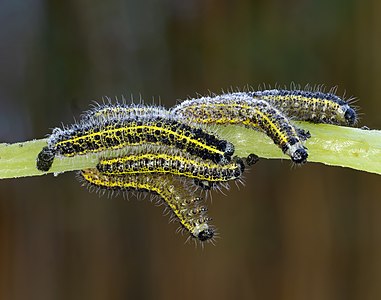 Pieris brassicae caterpillar-20201107-RM-090913