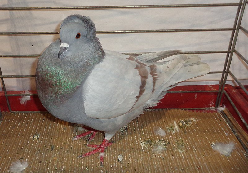 File:Pigeon huppé de Soultz rouge cendré barré.jpg