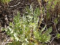 Pimpinella cumbrae