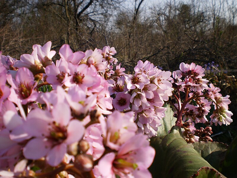 File:Pink blossoms - panoramio (1098).jpg