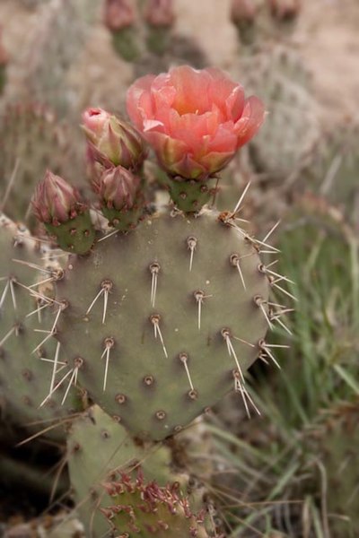 File:Pink cactus (6647318091).jpg