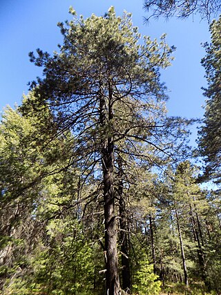 <i>Pinus durangensis</i> Species of conifer