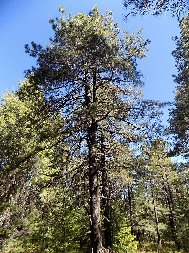 Pinus durangensis - Wikipedia, la enciclopedia libre