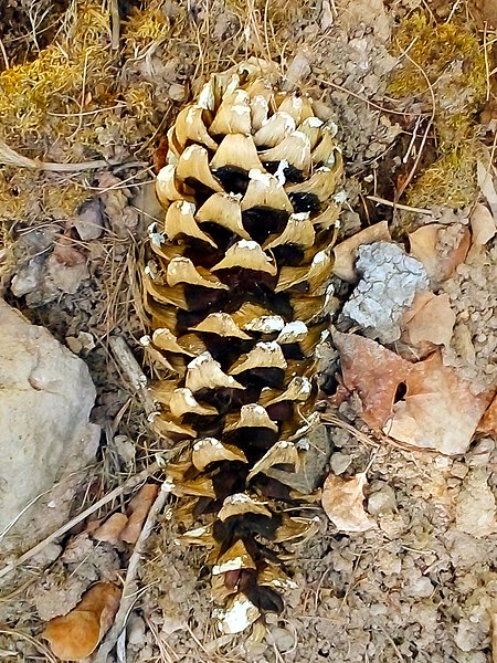 Archivo:Pinus strobiformis, Madera, Chihuahua, Mexico 4.jpg