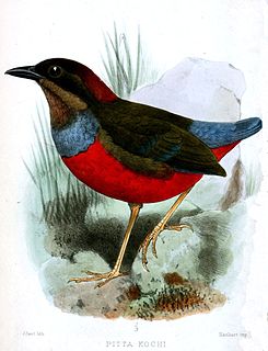 Whiskered pitta Species of bird