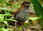 Thumbnail for Black-crowned antpitta
