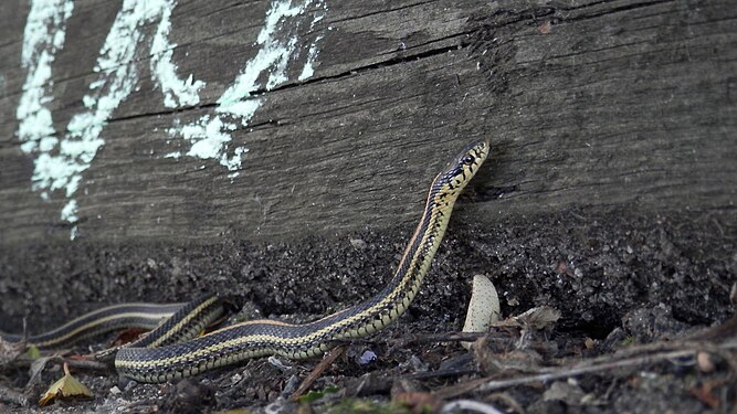 Garter Snake (Thamnophis sp.)