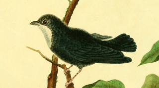 White-throated manakin species of bird