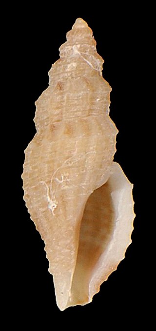 <i>Platycythara elata</i> Species of gastropod