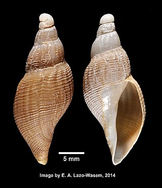 <i>Pleurotomella anomalapex</i> Species of gastropod
