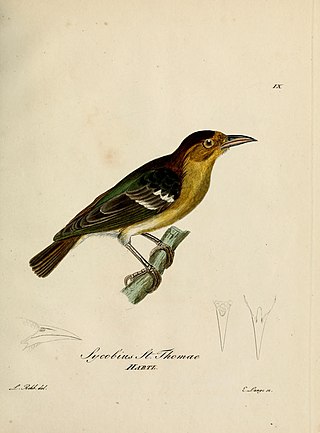 <span class="mw-page-title-main">São Tomé weaver</span> Species of bird