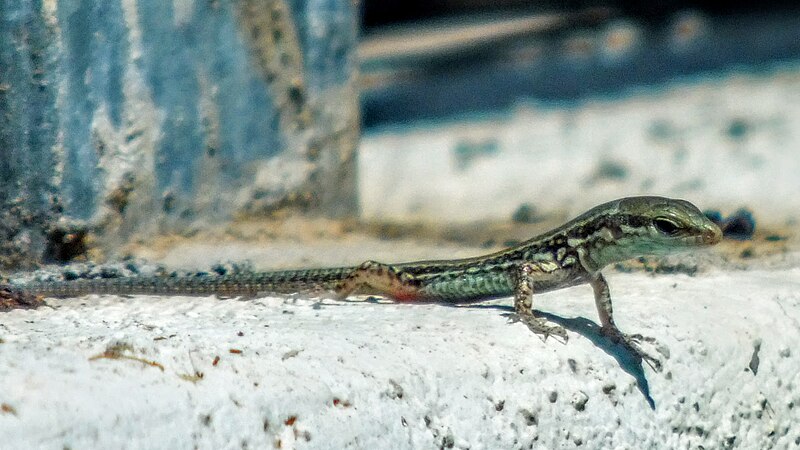 File:Podarcis muralis near Entella river 130.jpg