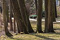 English: Alder trunks at the park of the protected landscape Deutsch: Erlenstämme im Park vom Naturschutzgebiet