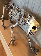 Museu Arqueológico – Esqueleto de urso polar de Judaberg