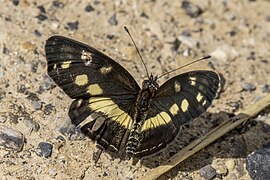 Eresia polina (Polina crescent) dorsal